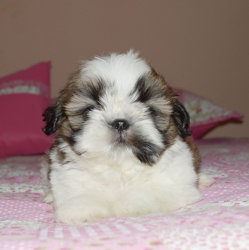 venda de cachorro da raça shih tzu